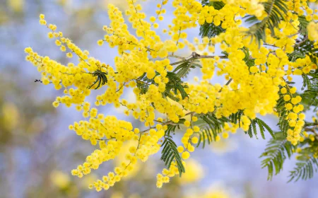 Acacia tree dream meanings and signs of work and success