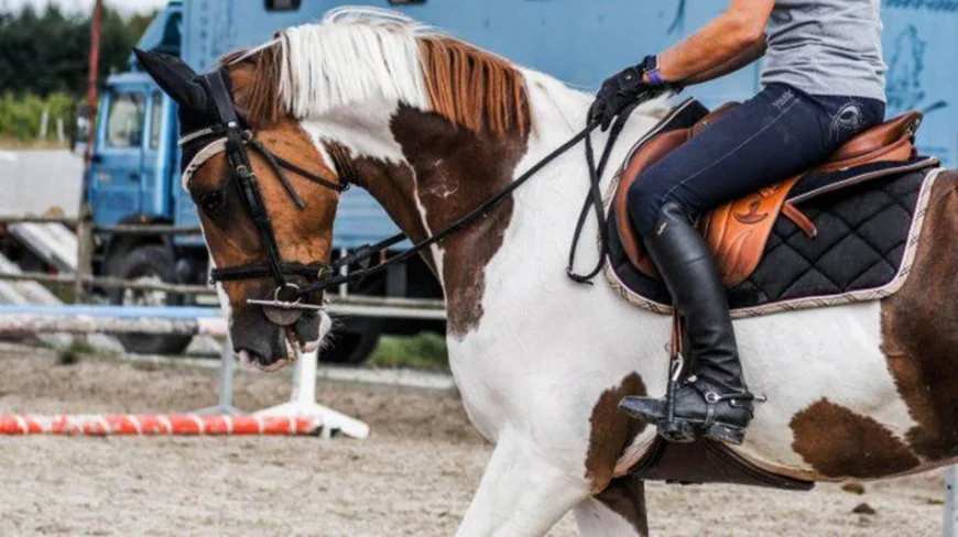 Symbolic meaning of reins in dreams: Islamic interpretations
