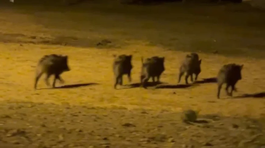 Dreaming of a pig: Islamic meanings and spiritual signs