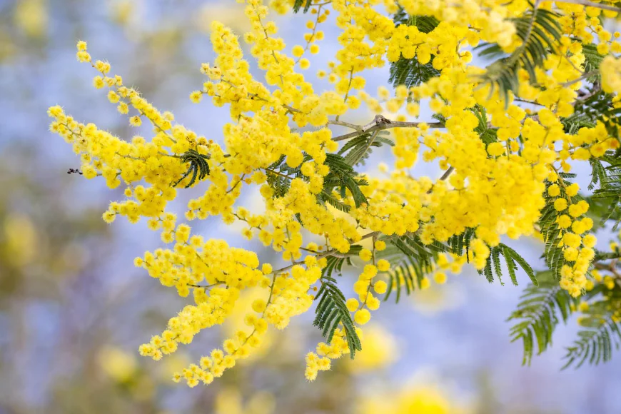 Acacia tree dream meanings and signs of work and success